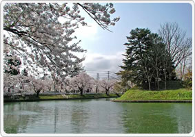 最上公園の桜並木(新庄自動車学校)